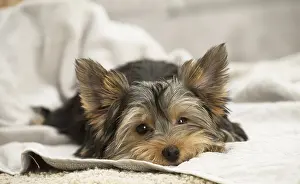 Upset: Yorkshire Terrier Dog, puppy