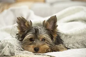 Upset: Yorkshire Terrier Dog, puppy
