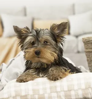 Cushions: Yorkshire Terrier Dog, puppy