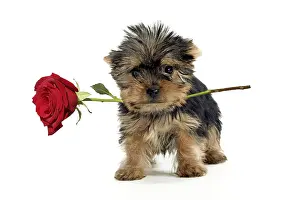 111219: Yorkshire Terrier Dog, puppy holding red rose