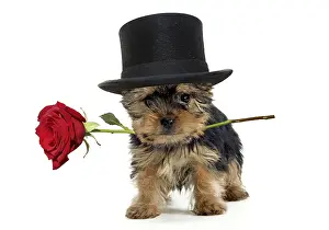 111219: Yorkshire Terrier Dog, puppy holding red rose wearing