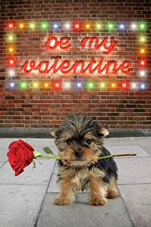 Neon: Yorkshire Terrier Dog, puppy in street scene holding