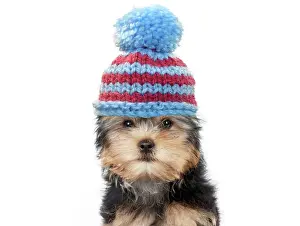 220719: Yorkshire terrier Dog, puppy wearing woolly bobble hat