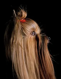 Ribbons: Yorkshire Terrier Dog - Side view