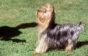 Broken: YORKSHIRE TERRIER DOG side view
