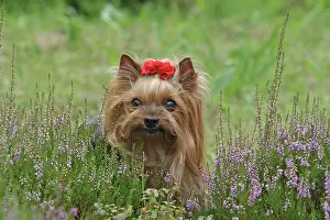 Erica: Yorkshire Terrier, female, 9 years old, behind Erica