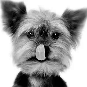 Mono: Yorkshire Terrier - licking nose
