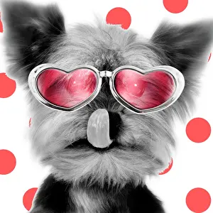 Spectacles: Yorkshire Terrier - licking nose - wearing red