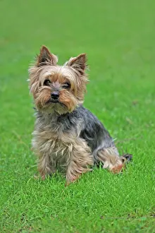 Singly: Yorkshire terrier, in a meadow