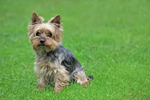 Glances: Yorkshire terrier, in a meadow Yorkshire Terrier