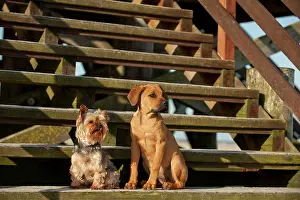 Stair: A Yorkshire Terrier and a mixed breed puppy sitting