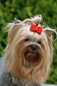 X4d2c: Yorkshire Terrier, portrait Yorkshire Terrier, Portr&, x4d2c;