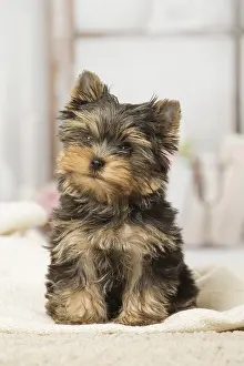 Jean-michel Labat: Yorkshire Terrier puppy dog indoors
