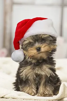 110418: Yorkshire Terrier puppy dog indoors wearing Christmas