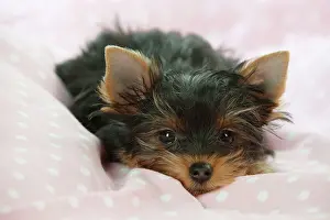 Yorkies: Yorkshire terrier puppy laying down