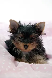 Yorkies: Yorkshire terrier puppy laying down