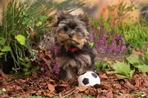 Football: Yorkshire Terrier puppy outdoors in Autumn