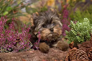 111019: Yorkshire Terrier puppy outdoors in Autumn