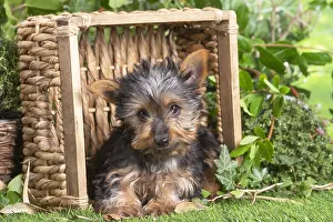040522: Yorkshire Terrier puppy outdoors in the garden