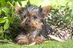 040522: Yorkshire Terrier puppy outdoors in the garden