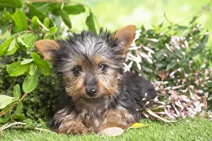 040522: Yorkshire Terrier puppy outdoors in the garden