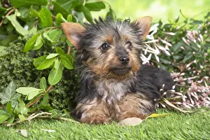 040522: Yorkshire Terrier puppy outdoors in the garden