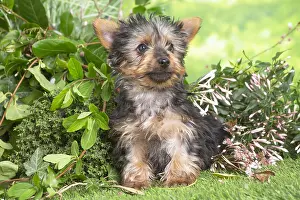 040522: Yorkshire Terrier puppy outdoors in the garden