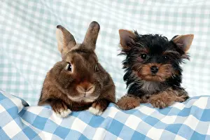 Satin: Yorkshire terrier puppy sitting next to mini castor