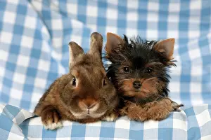 Satin: Yorkshire terrier puppy sitting next to mini castor