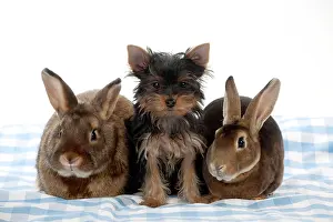 Yorkies: Yorkshire terrier puppy sitting between mini castor rabbits