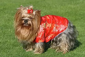 Jacket: Yorkshire Terrier with a red silk jacket Yorkshire