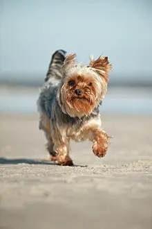 Sankt: Yorkshire Terrier running along the beach, Sankt