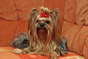 Couch: Yorkshire Terrier sitting on a couch in a living