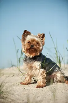 Sankt: Yorkshire Terrier sitting on a sand dune, Sankt