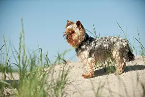 Sankt: Yorkshire Terrier standing on the beach, Sankt Peter-Ording