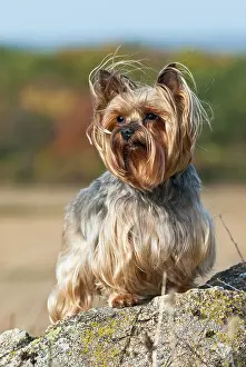 Yorkie: Yorkshire Terrier, Yorkie, standing on rocks