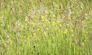 Lanatus: Yorkshirefoggrass