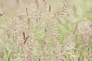 Lanatus: Yorkshirefoggrass