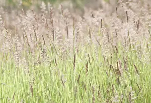 Lanatus: Yorkshirefoggrass