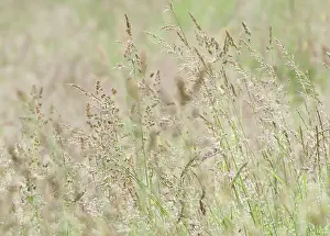 Lanatus: Yorkshirefoggrass