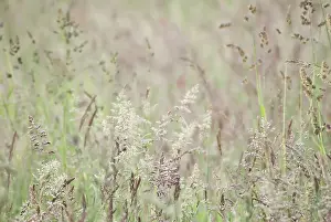 Lanatus: Yorkshirefoggrass