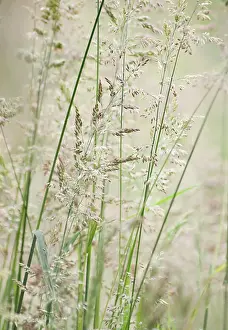 Lanatus: Yorkshirefoggrass