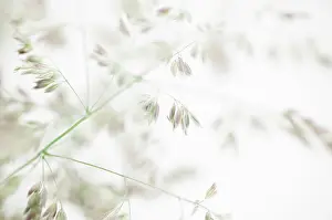 Lanatus: Yorkshirefoggrass