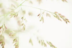 Lanatus: Yorkshirefoggrass