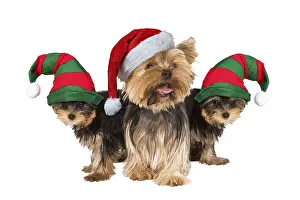 Helper: Yorshire Terrier Dogs, with Father Christmas and Elf hats