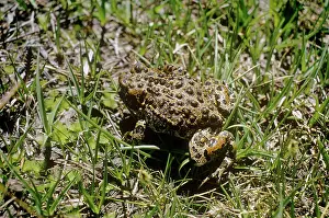 Yosemite: Yosemite Spotted Toad - female