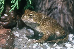 Anaxyrus: Yosemite Toad
