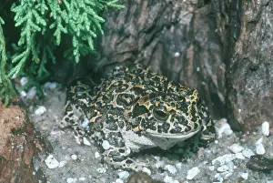 Anaxyrus: Yosemite Toad