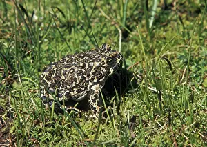 Yosemite: Yosemite Toad (Bufo canorus)