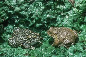 Anaxyrus: Yosemite Toads